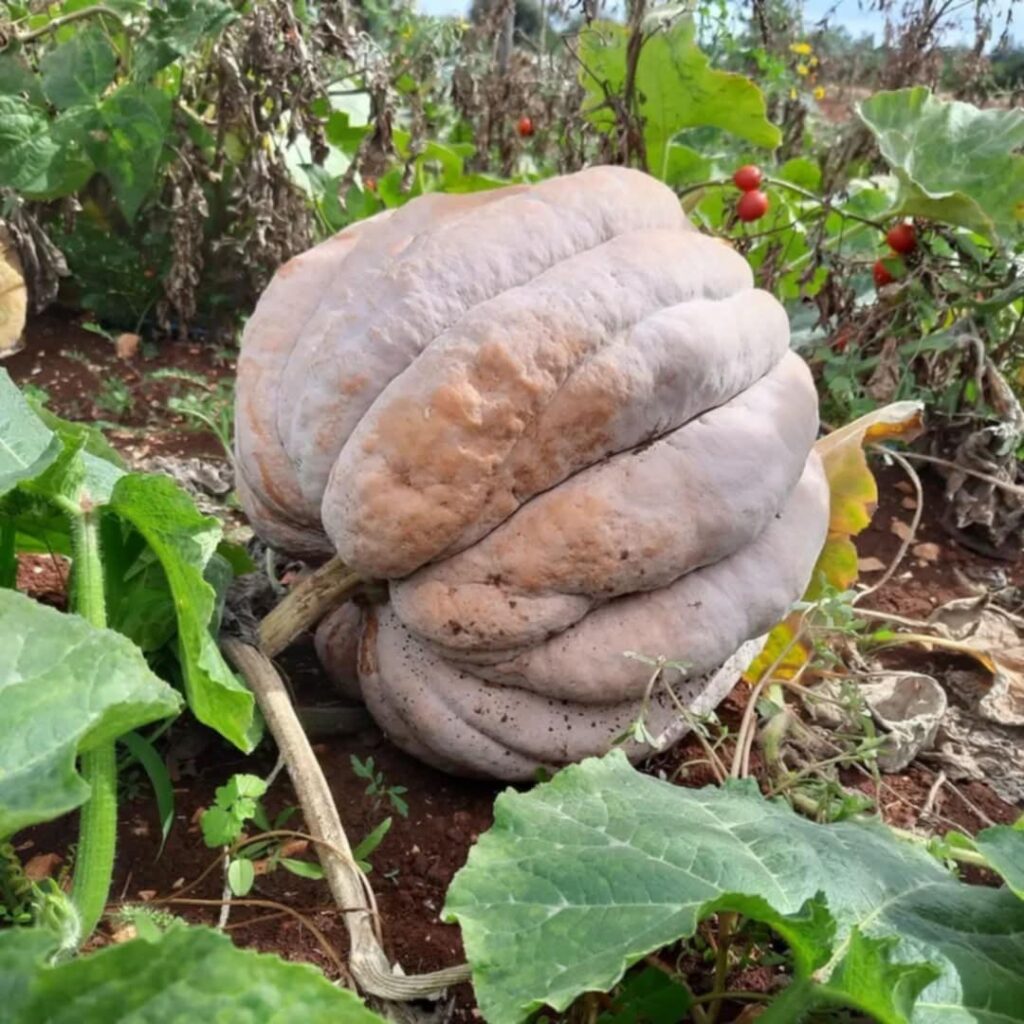 Zucca pianta