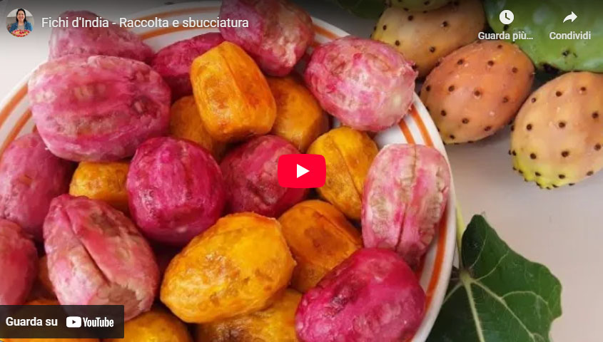 Fichi d' india - raccolta e sbucciatura