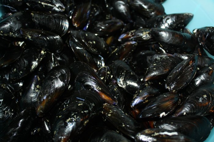 Cozze pulite