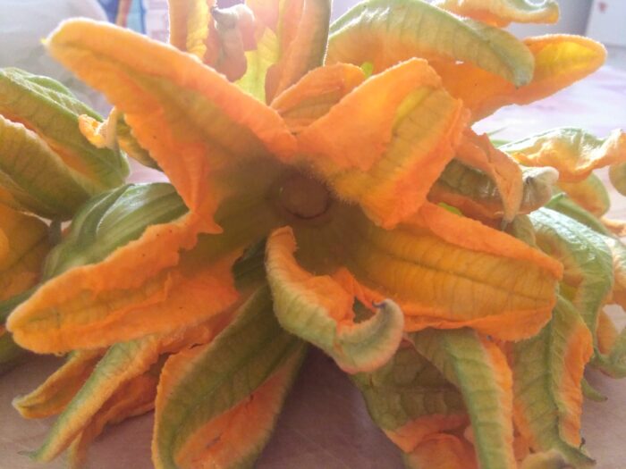 fiori zucchina