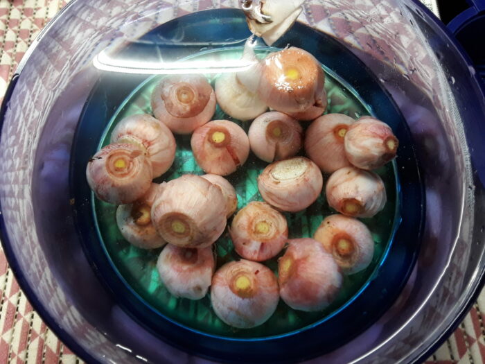 Lampascioni puliti in acqua