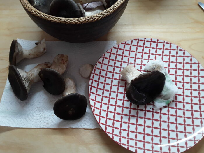 Pulizia funghi Pulizia funghi