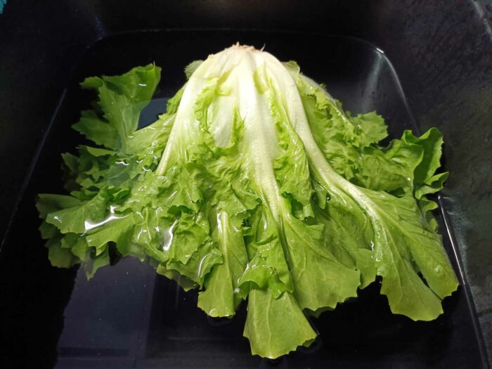 scarola