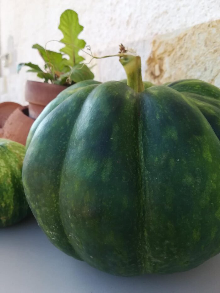 Zucca