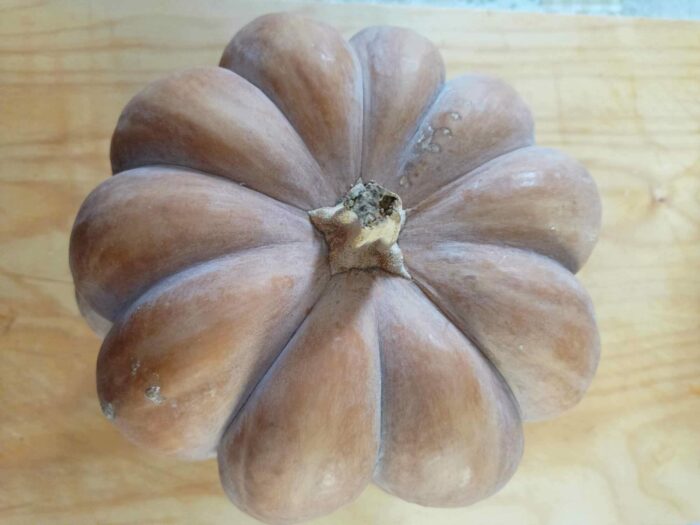 Zucca