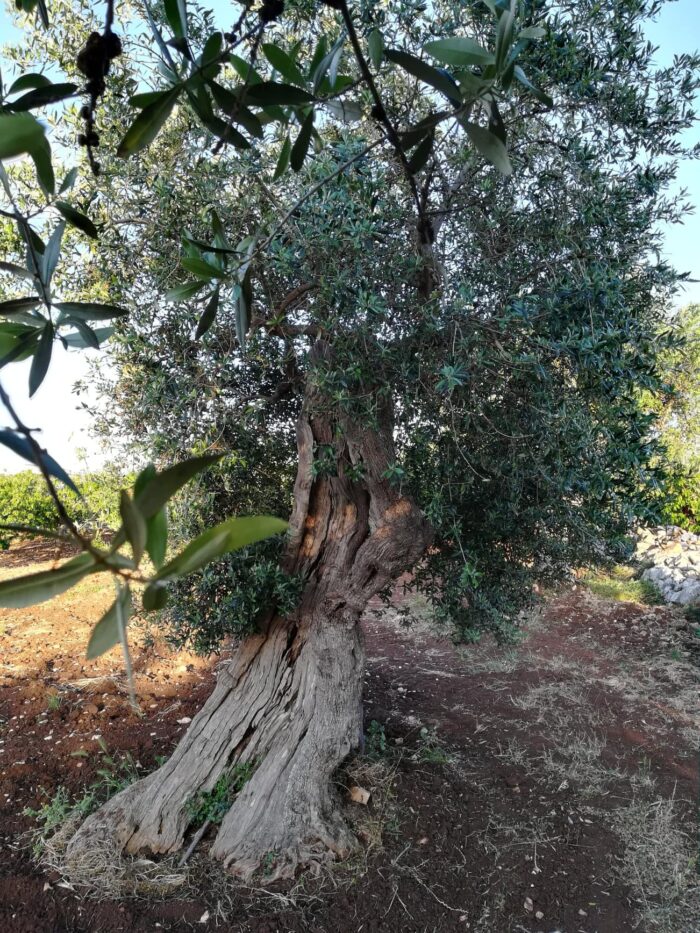 Albero d'ulivo