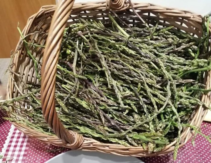 asparagi selvatici cesto
