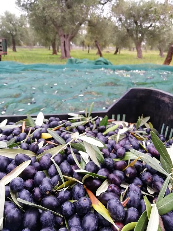 olive alberi ulivo