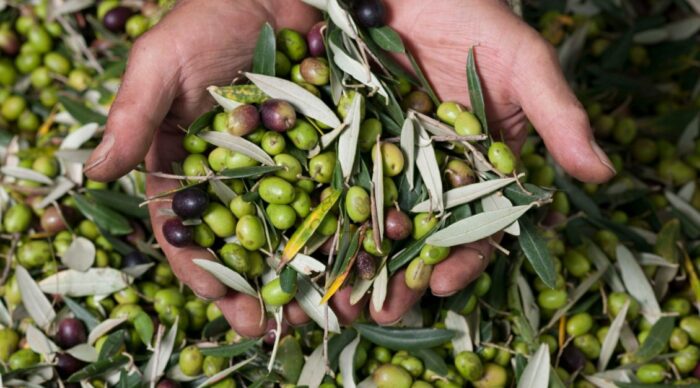 Olive