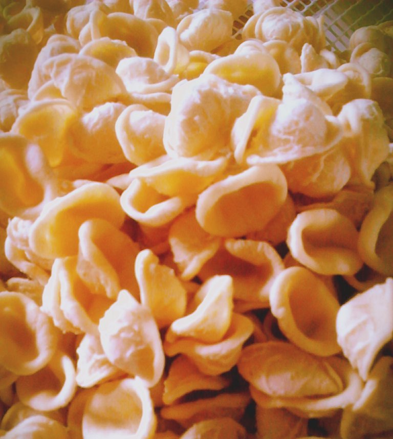 orecchiette 