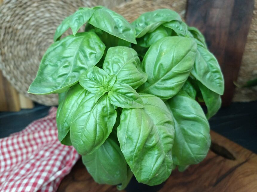 Basilico