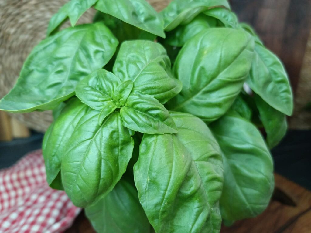 Basilico 