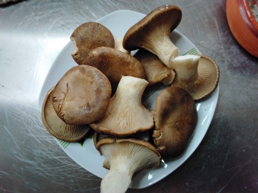 funghi